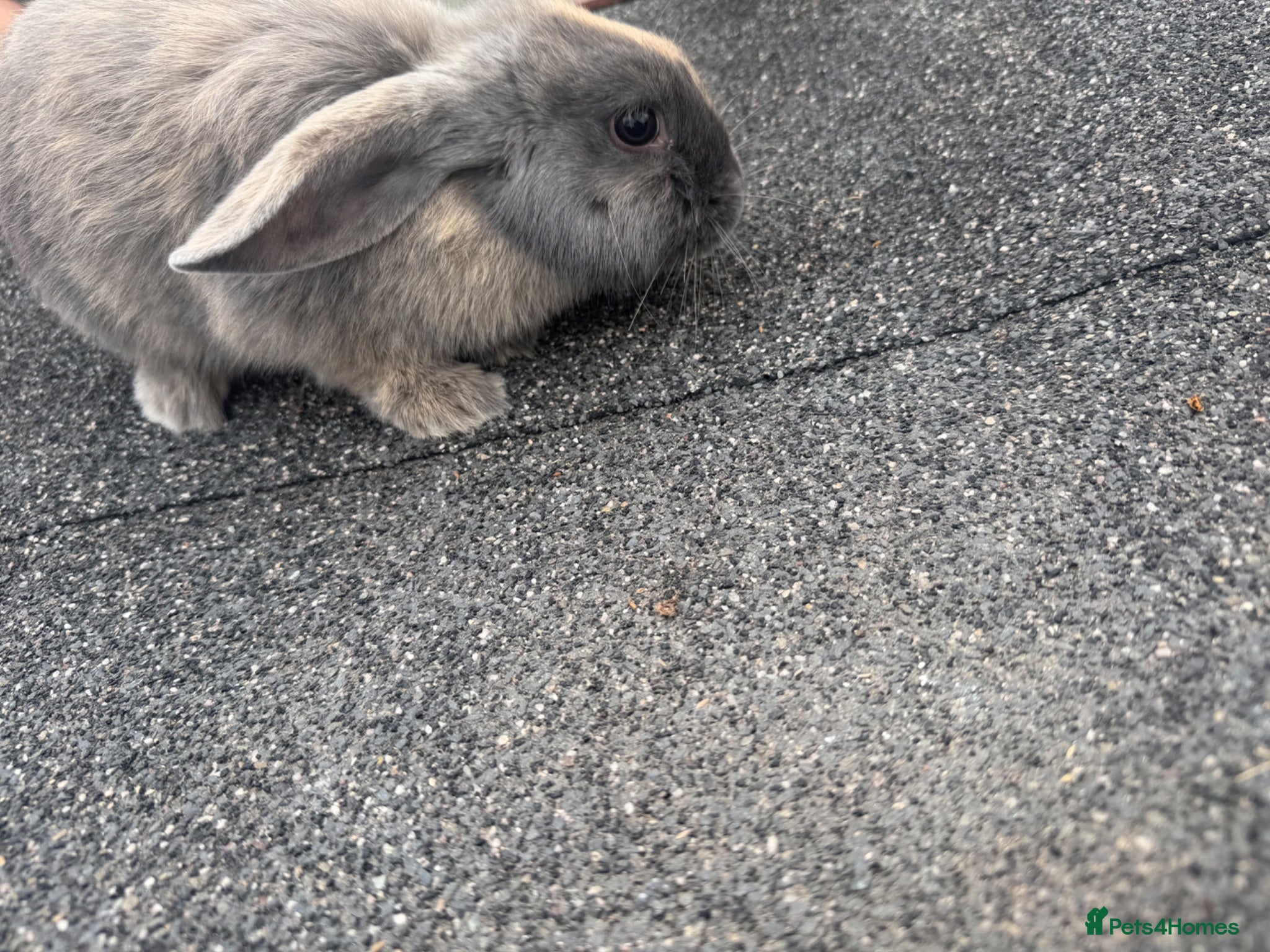 Mini Lop rabbits Mini lop babies  - Advert 1