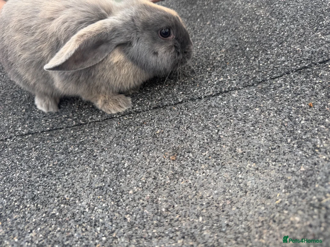 Mini Lop rabbits for sale: Mini lop babies  - Advert 1