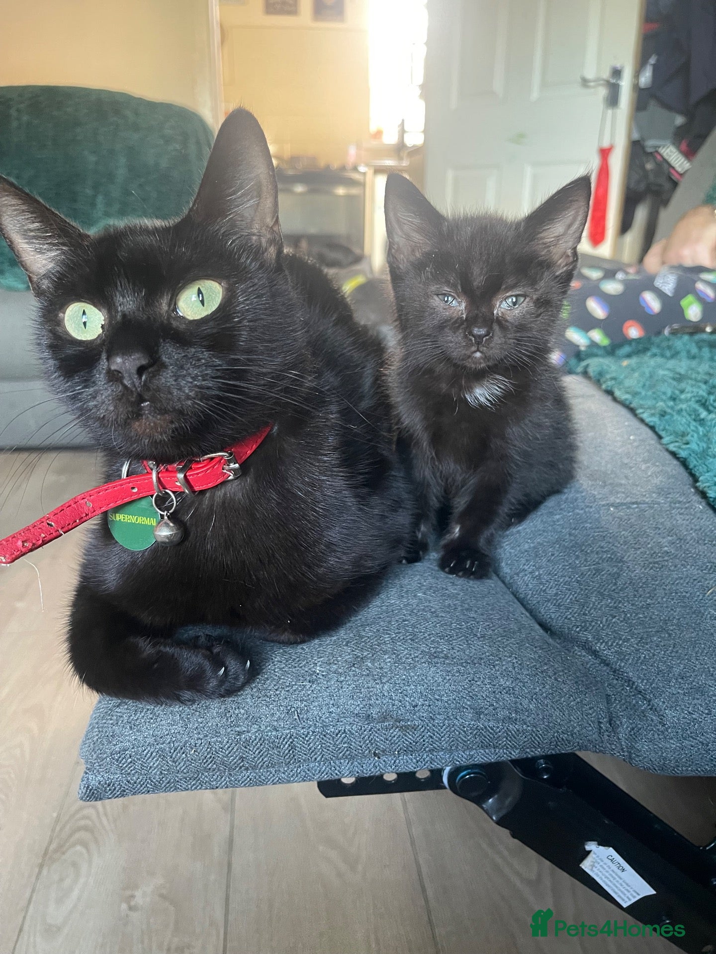 Mixed Breed cats 1 Male kitten  - Advert 5
