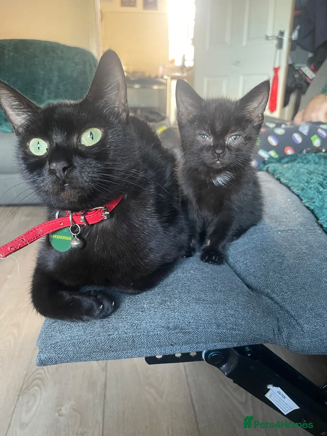 Mixed Breed cats for sale: 1 Male kitten  - Advert 1