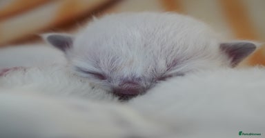 Ragdoll cats - Advert 11