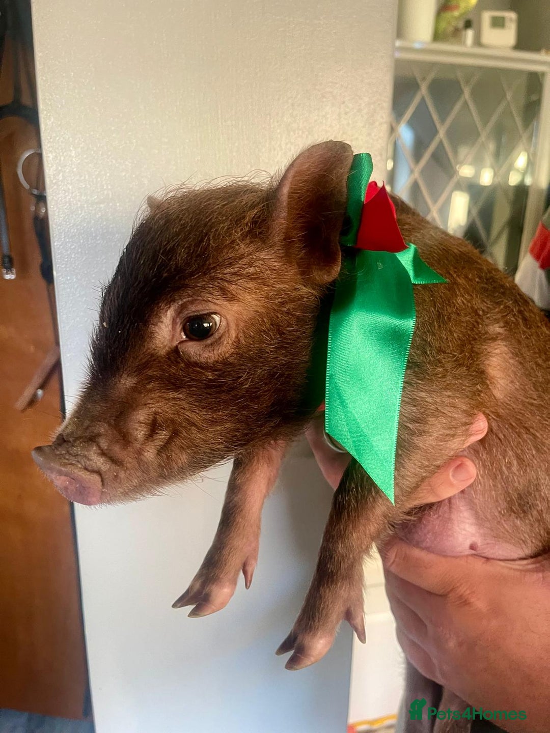 Pig livestock for sale: Real life miniture Richard ham micro pig  - Advert 3