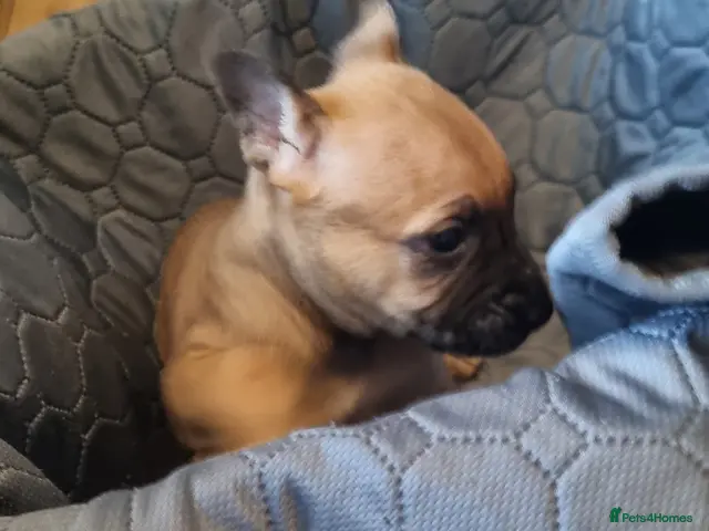 Mixed Breed dogs for sale: 5⭐️ mixed liter of Belgiu malis x staff pups - Advert 2