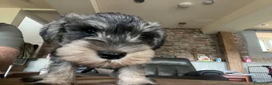 Miniature Schnauzer 1