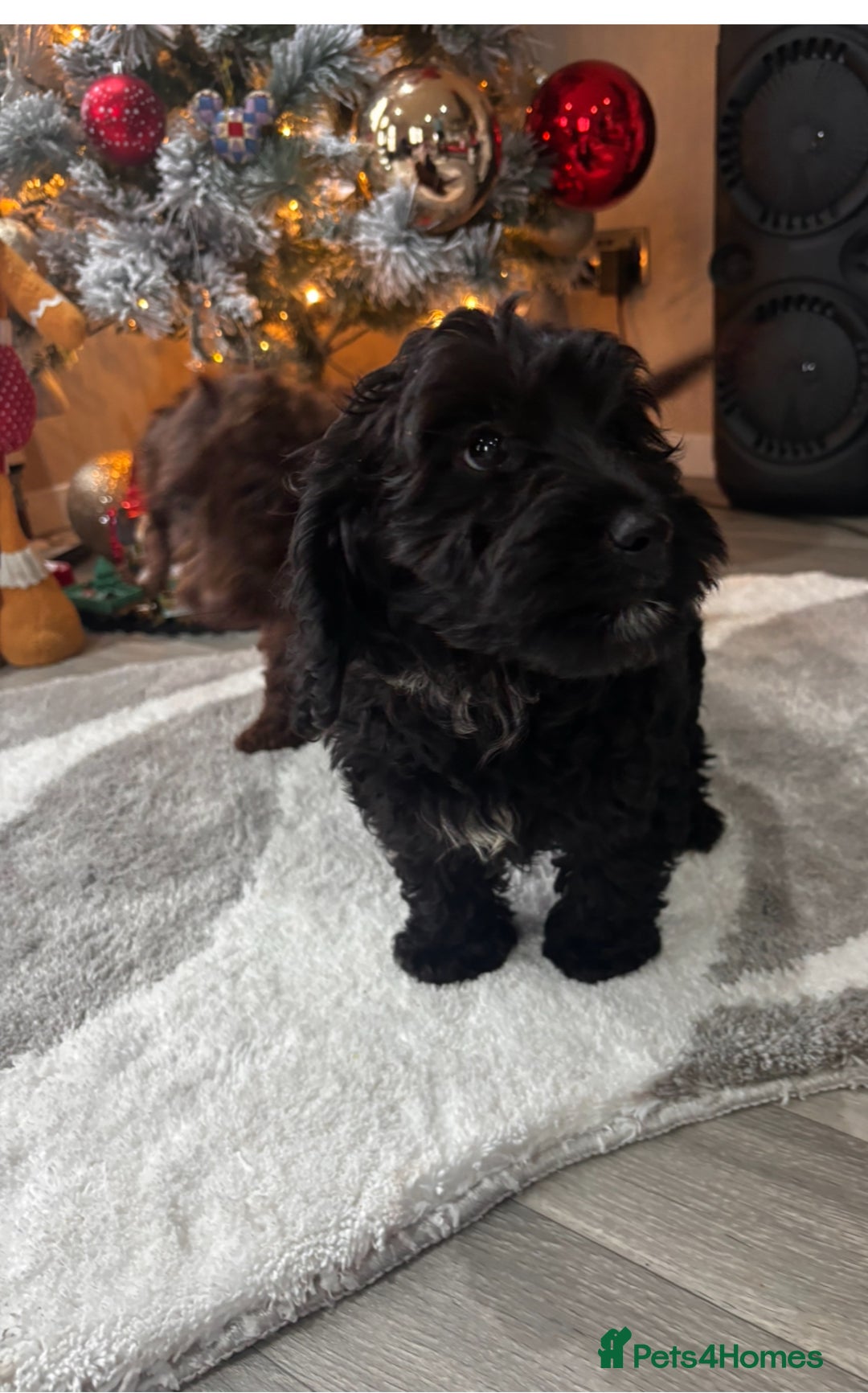 Cockapoo dogs for sale: Gorgeous litter of cockapoo puppies  - Advert 12