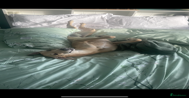 Lurcher dogs - Advert 5