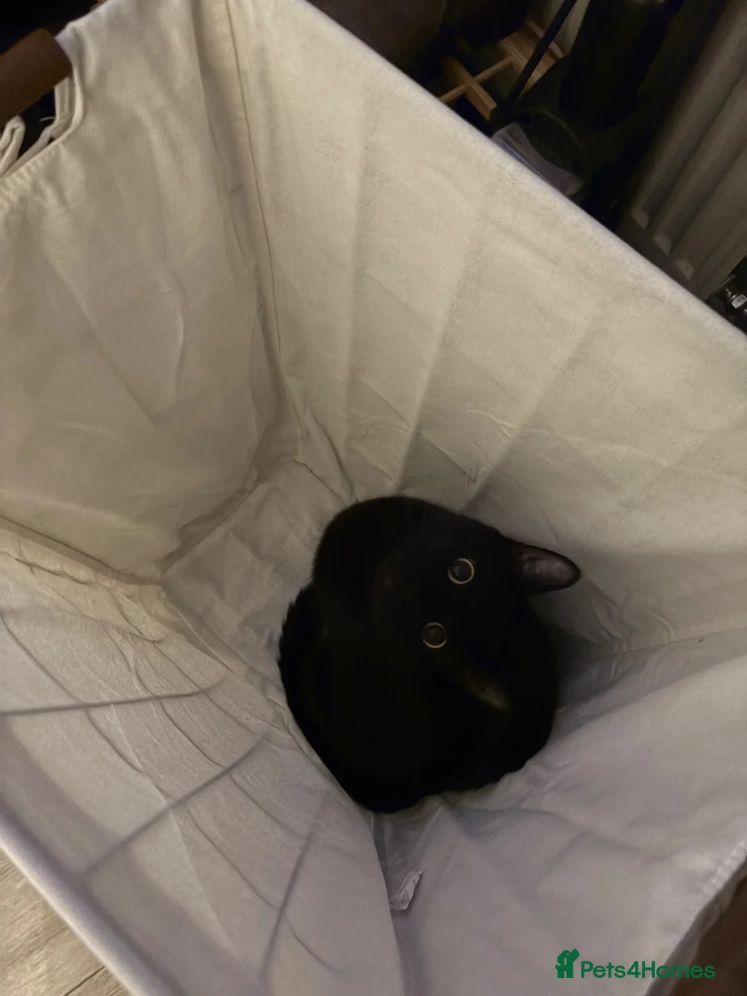 Mixed Breed cats for sale: Brother and Sister Cats - Advert 7