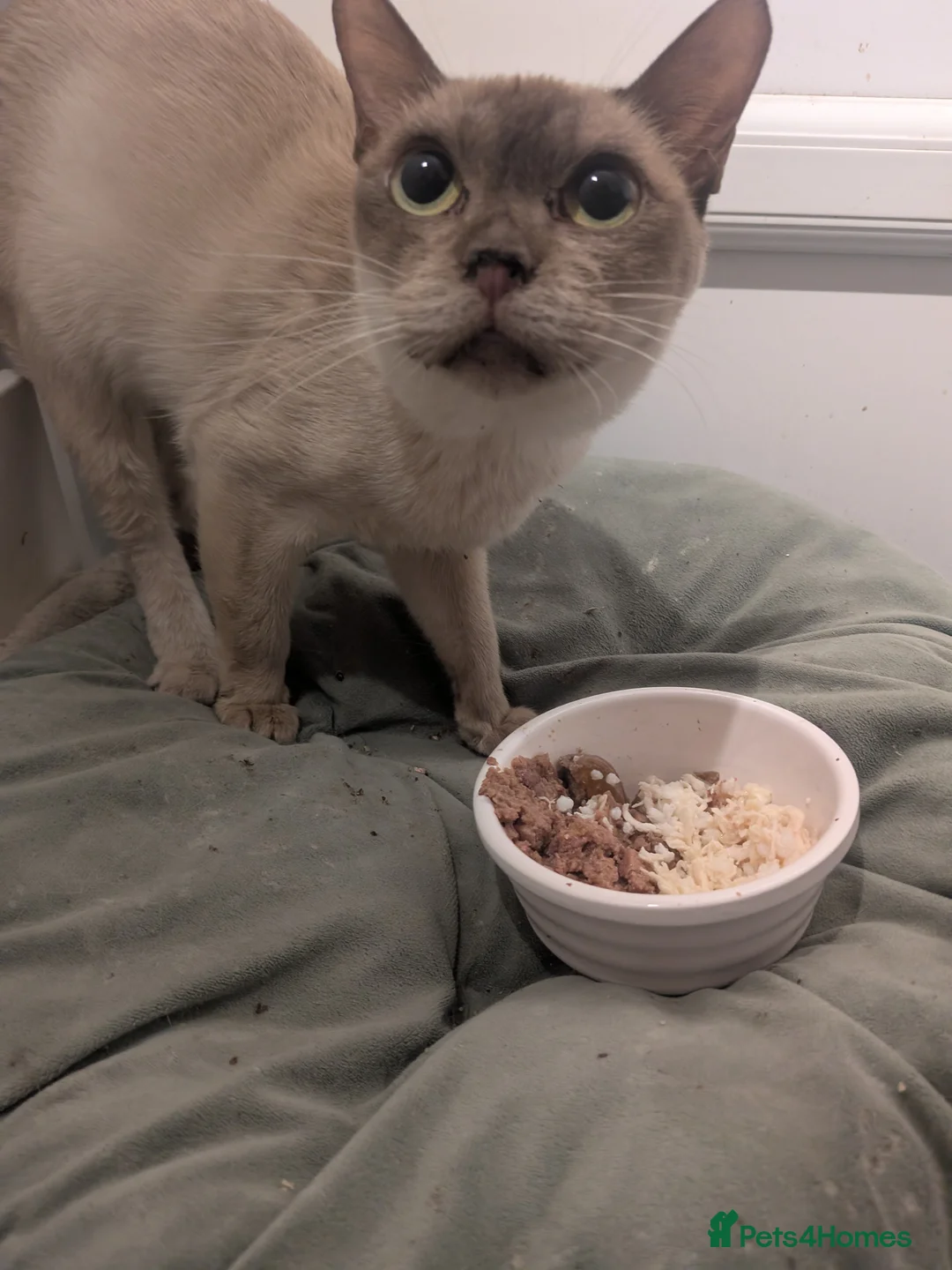 Burmese cats for sale: Chocolate Burmese Female - Advert 3