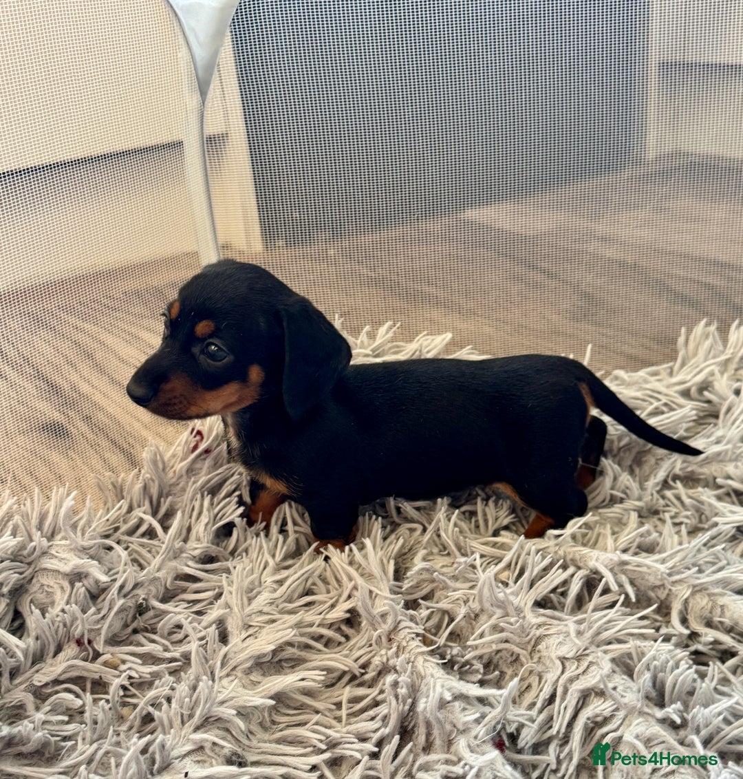 Miniature Dachshund dogs for sale: Mini dachshund puppies KC registered, DNA tested - Advert 34