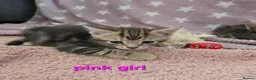 Mixed Breed cats for sale: Beautiful kittens looking for their forever homes  - Advert 35