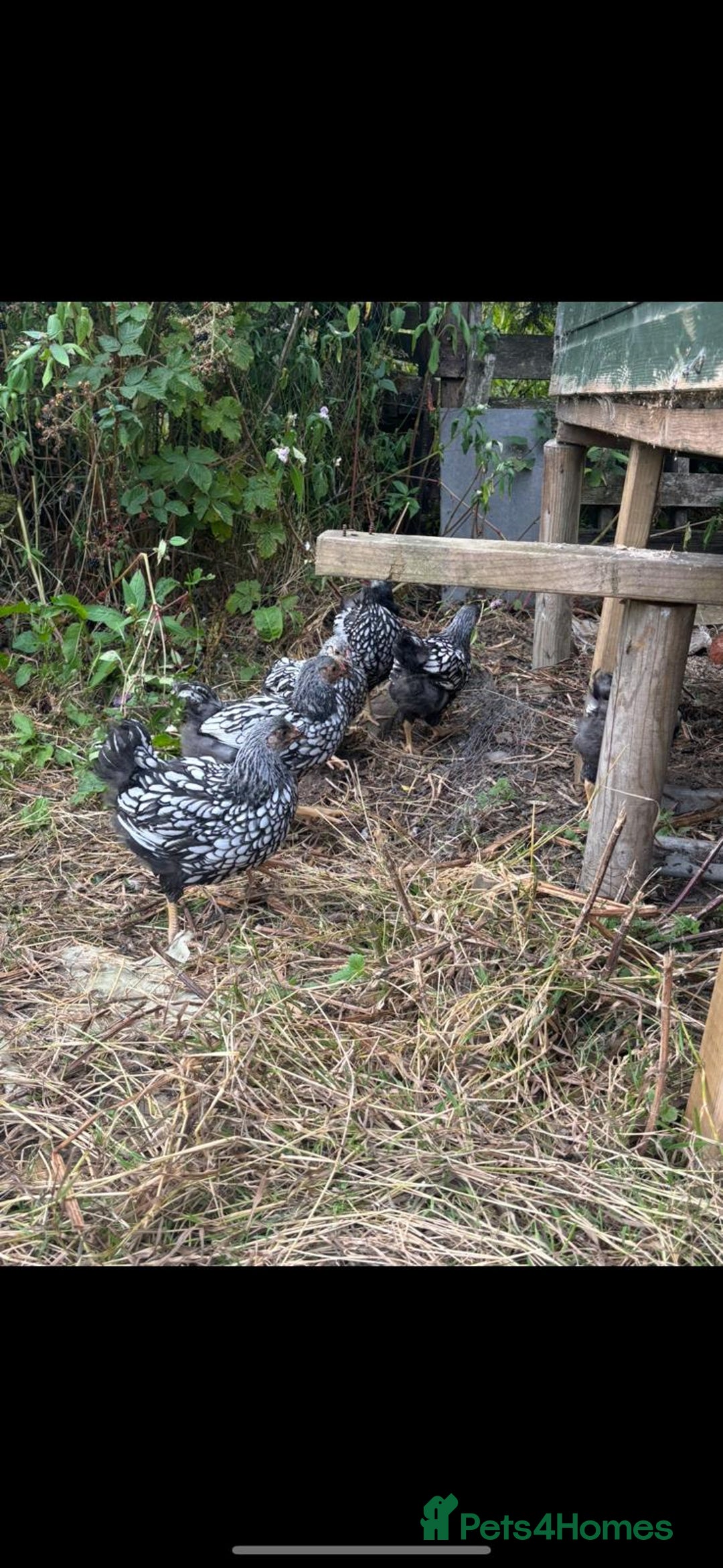 Chickens poultry for sale: Versus poultry  - Image 1