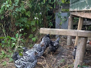 Chickens poultry - Advert 31