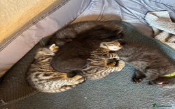 Domestic Shorthair cats for sale: Tabby Kittens - Image 4