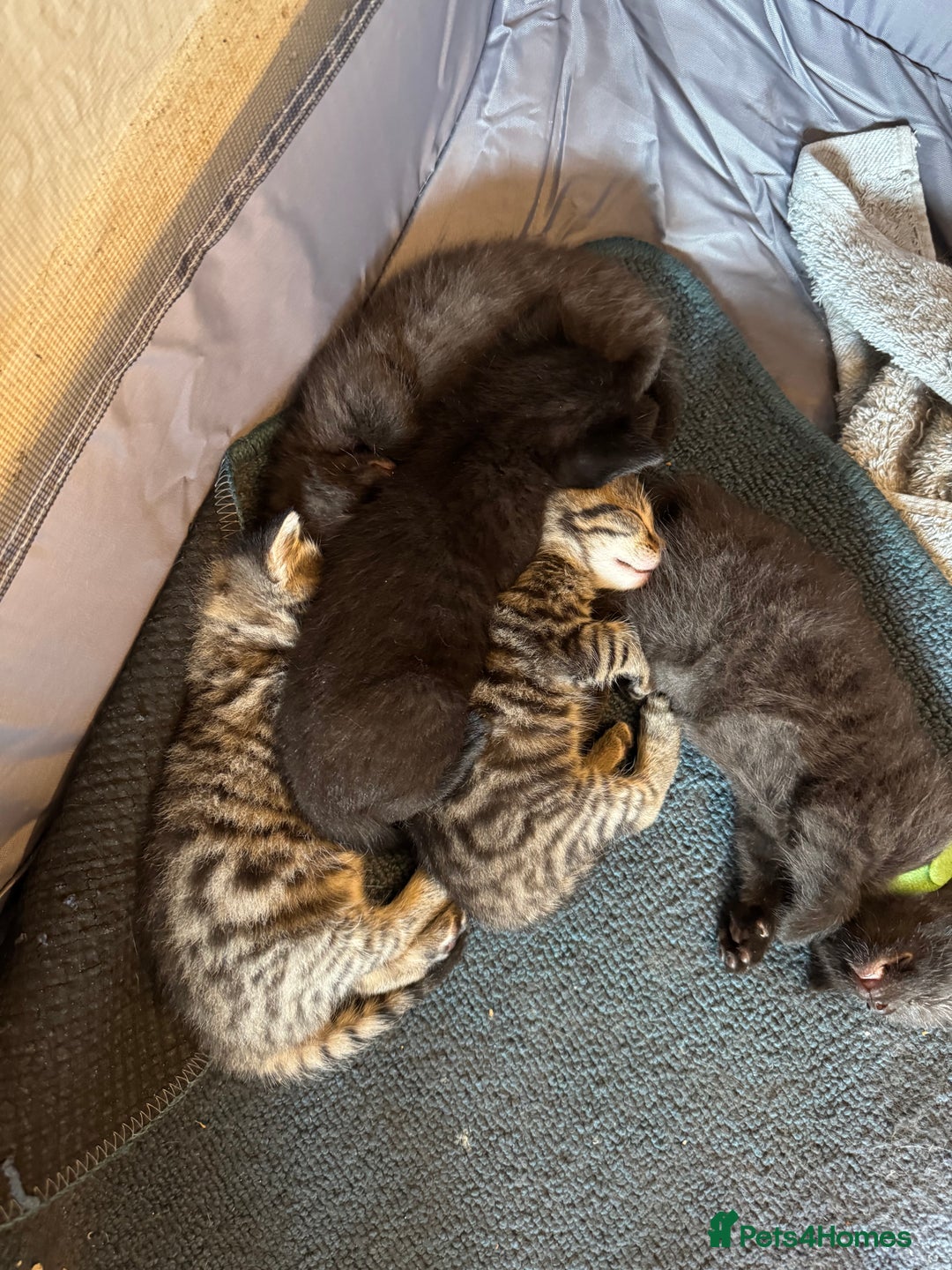 Domestic Shorthair cats for sale: Tabby Kittens - Image 4
