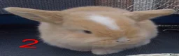 Mini Lop rabbits for sale: Beautiful Mini Lop bunnies  - Advert 12