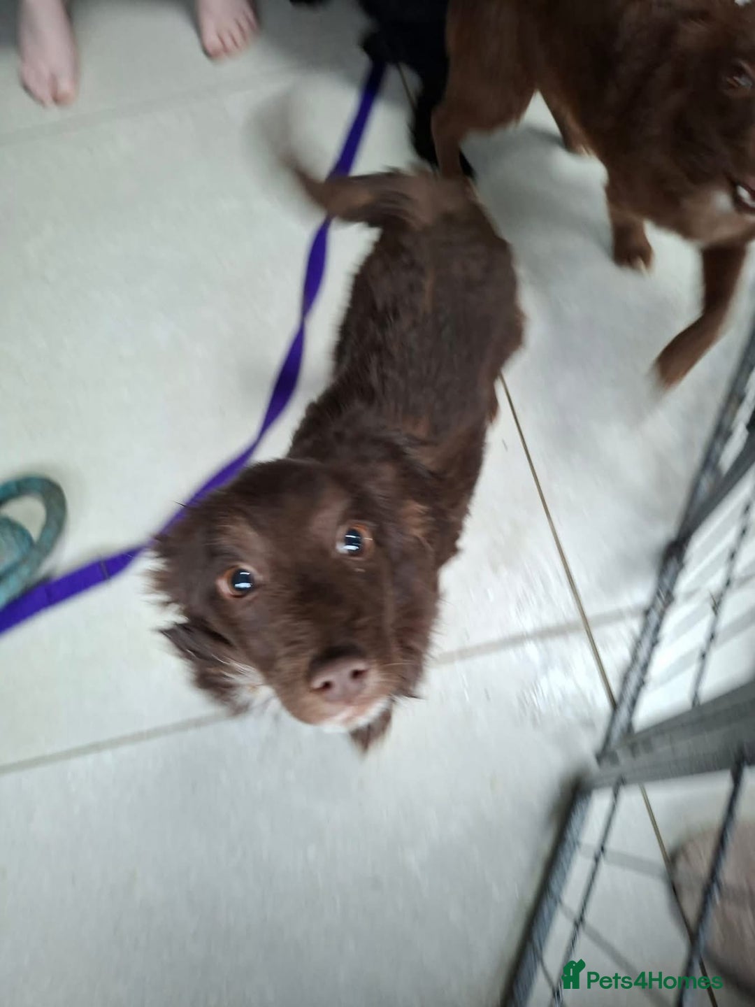 Mixed Breed dogs for adoption: Bear - North Walsham Norfolk  - Advert 5