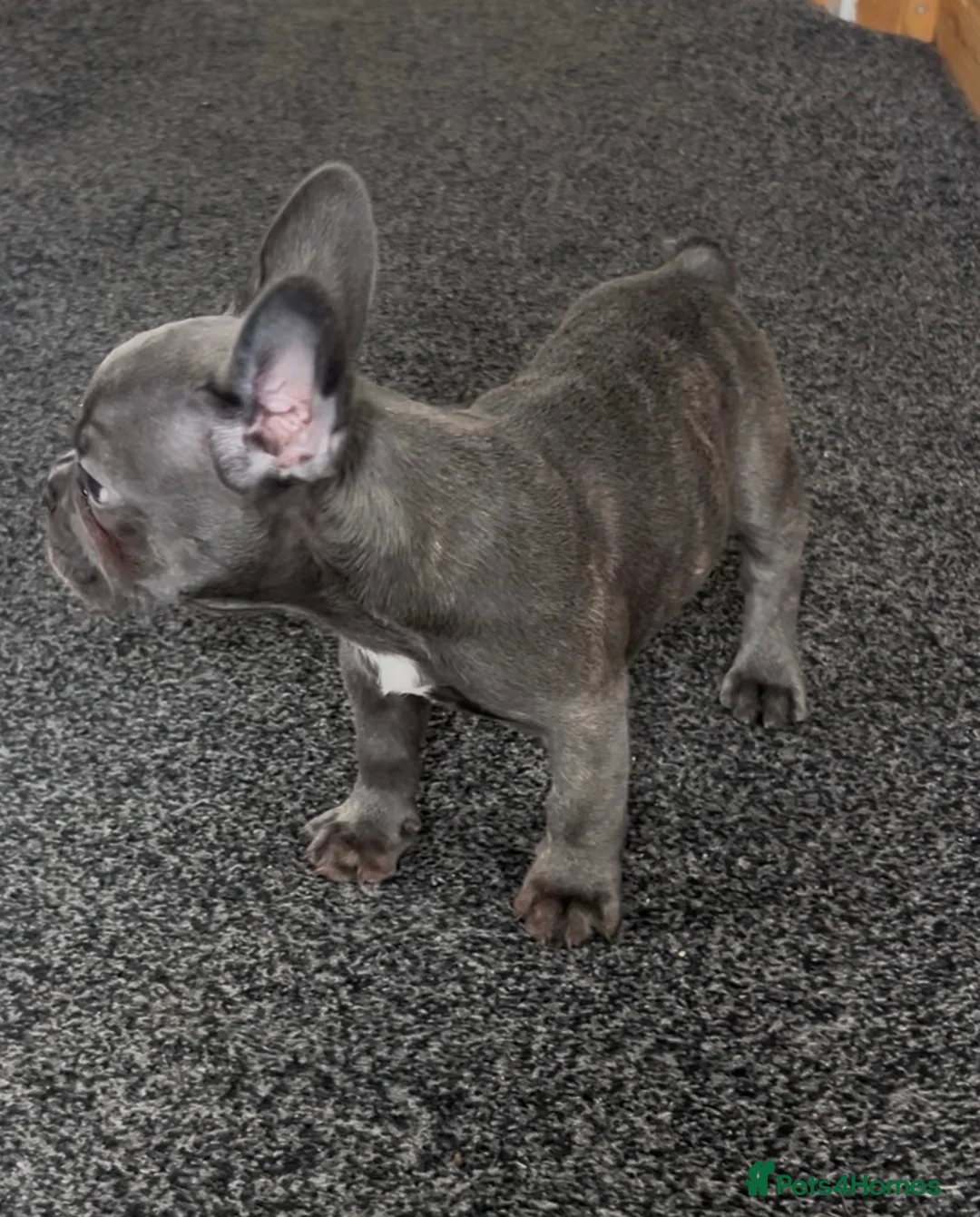 French Bulldog dogs for sale: Beautiful blue French bulldog  - Advert 2