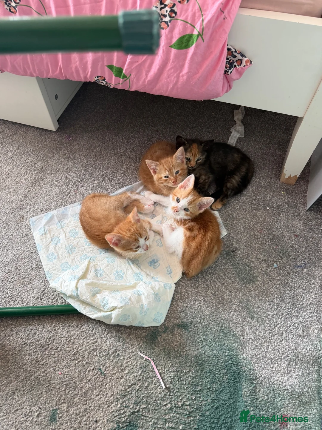 Mixed Breed cats for sale: 2 ginger male boys  - Advert 2