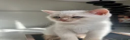 British Shorthair cats for sale: Pure breed BSH | Golden Flame Point | Ready Now  - Advert 6