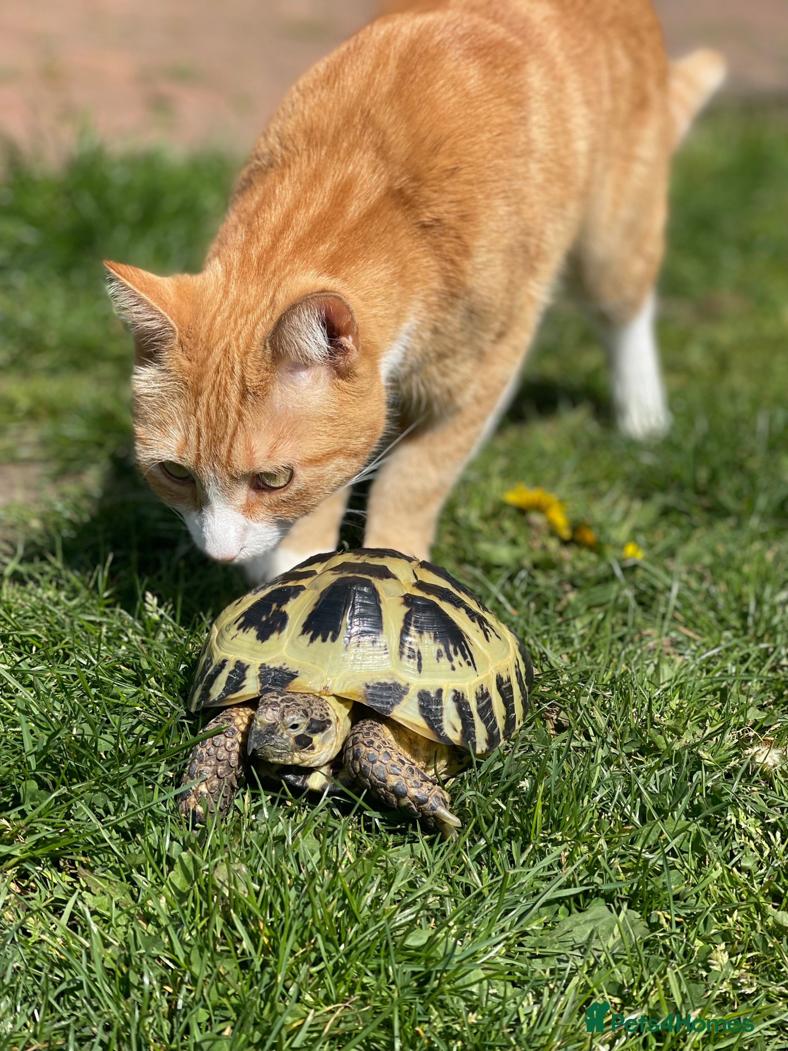 Tortoise reptiles Horsefield Tortoise  - Advert 3