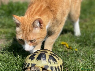 Tortoise reptiles Horsefield Tortoise - Advert 3