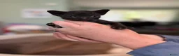 Mixed Breed cats for sale: Sphynx cross kittens  - Advert 13