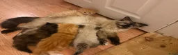 Mixed Breed cats for sale: Kittens for the best homes - Advert 30