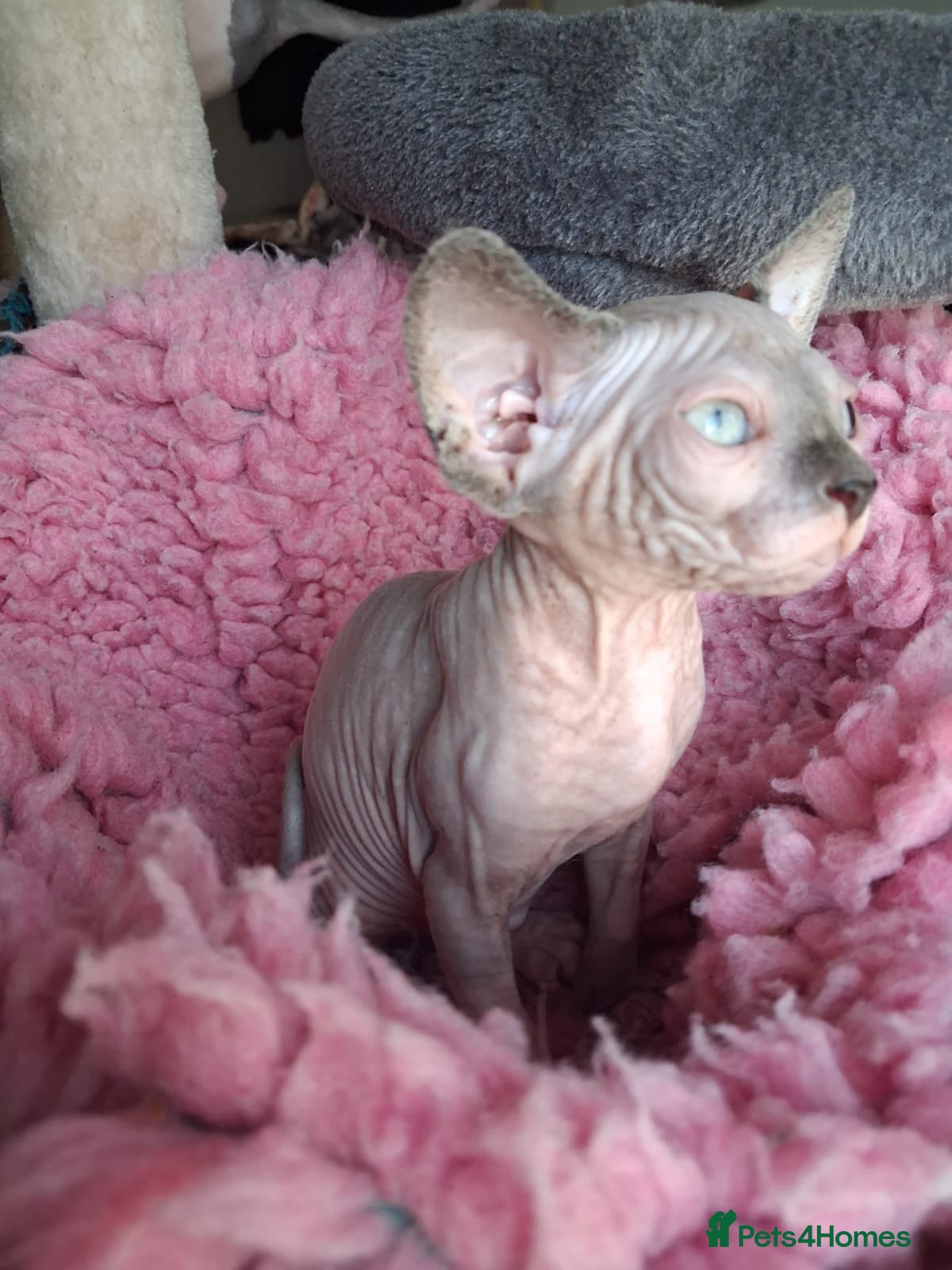 Sphynx cats Sphynx kittens - Advert 17