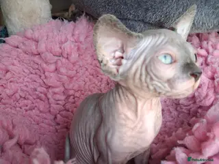 Sphynx cats Sphynx kittens - Advert 17