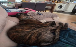 Mixed Breed dogs for sale: 3 dogs for sale - Image 4
