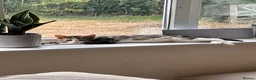 American Shorthair cats for sale: Kittens for sale  in Malpas - Advert 5