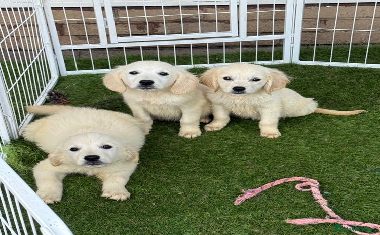 Golden Retriever dogs - Advert 13