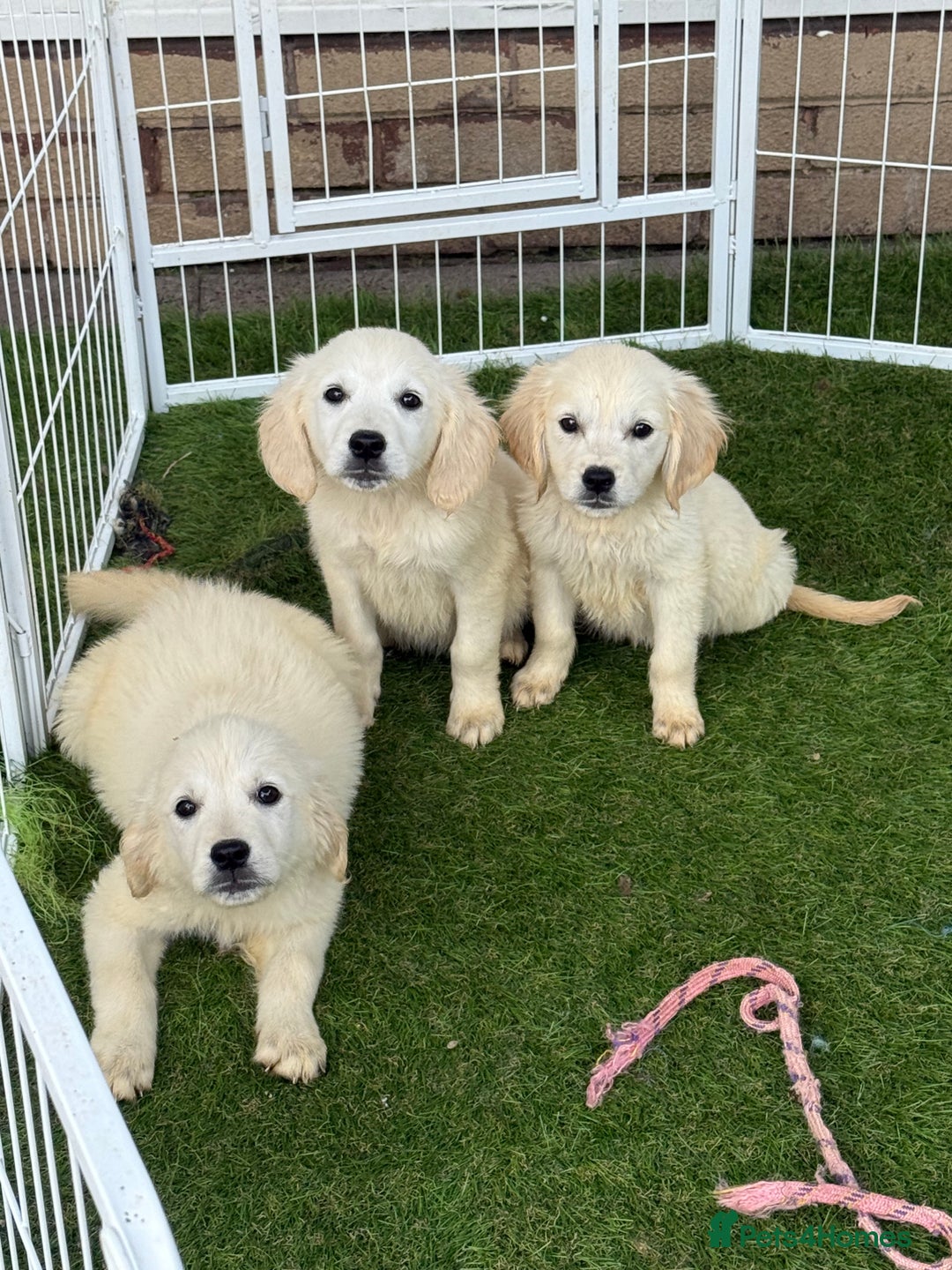 Golden Retriever dogs for sale: Beautiful Golden retriever puppies - Image 1