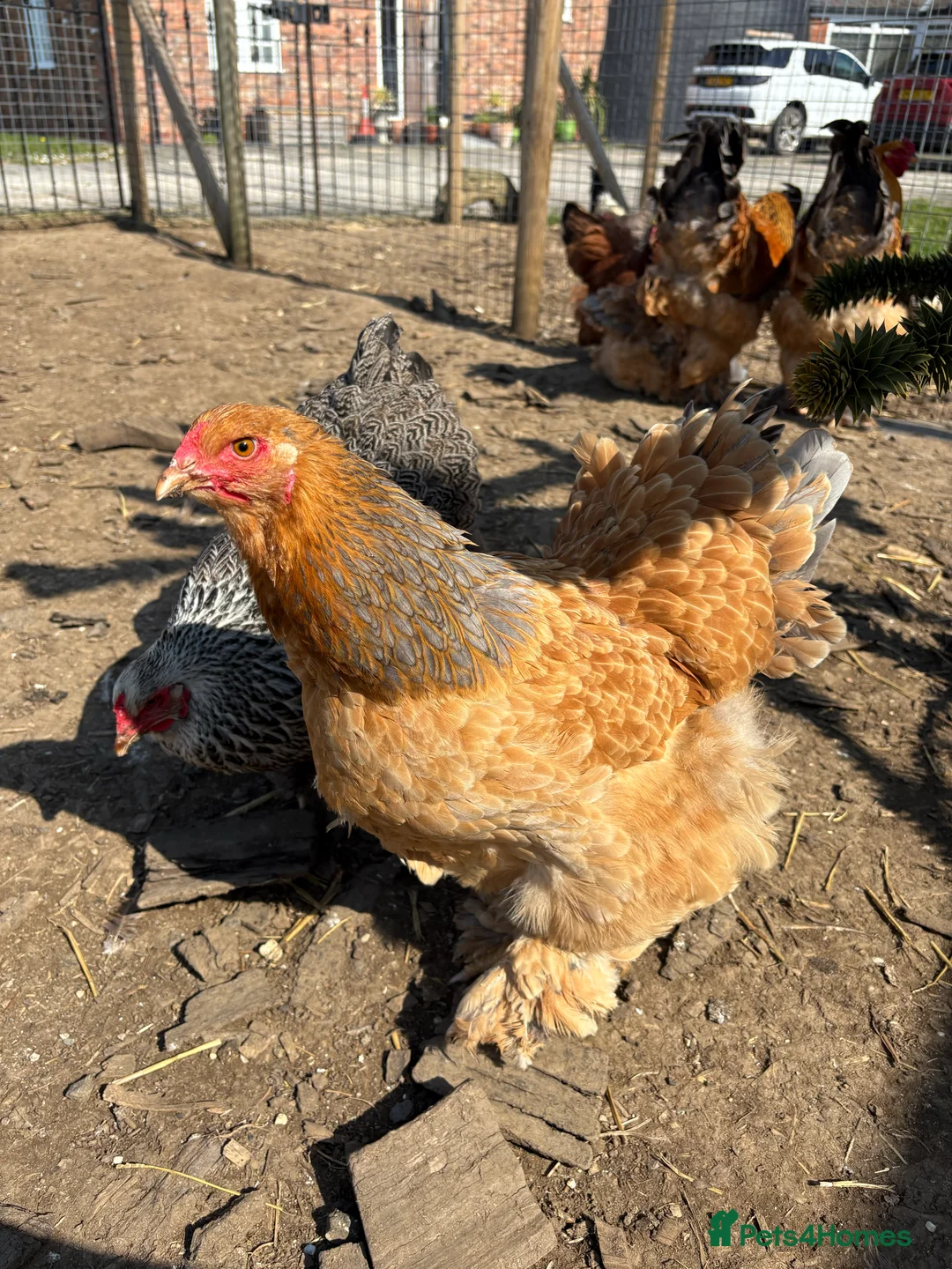 Chickens poultry for sale: Brahma Large Fowl Hatching Eggs - Advert 9