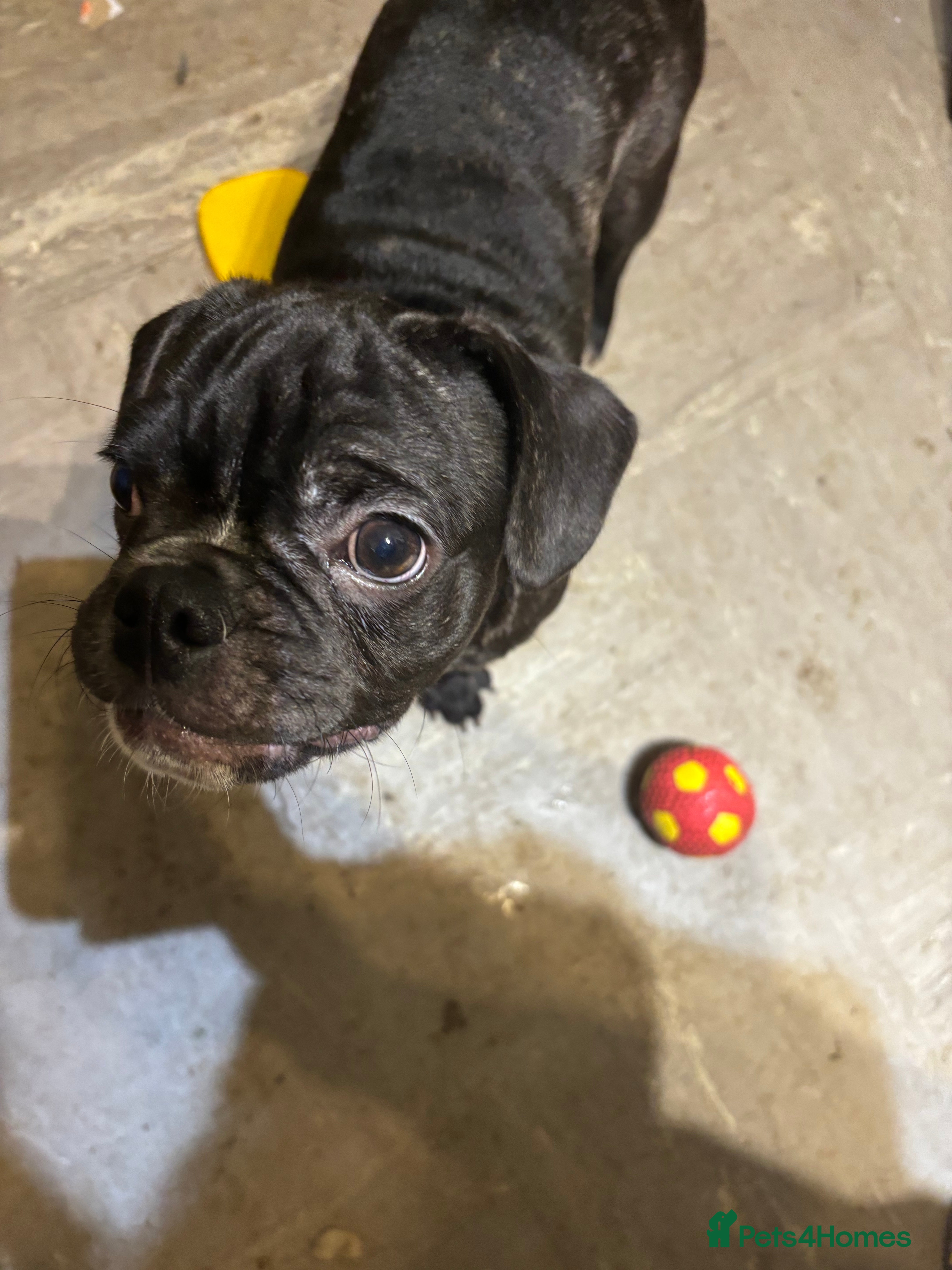 Frug dogs 1 beautiful male Frug left!  - Advert 8