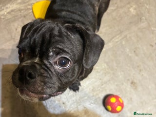 Frug dogs 1 beautiful male Frug left! - Advert 8