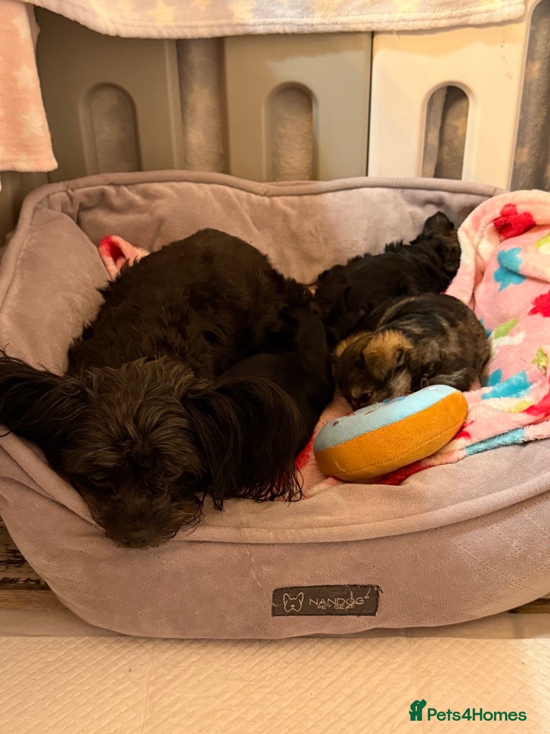 Yorkiepoo dogs for sale: Yorkipoos READY  **  EVE - Advert 18