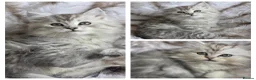 Persian cats for sale: Persian kittens 1 silver girl, and 2 boys left   - Advert 6