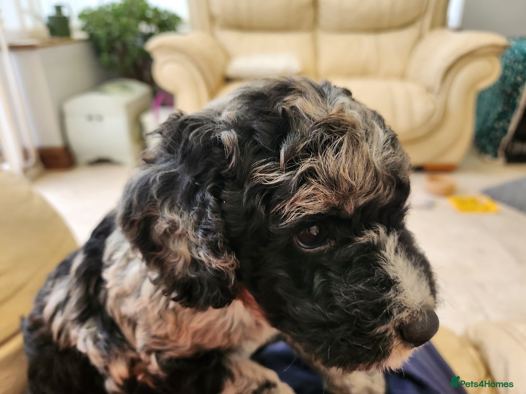Cockapoo dogs for sale: Stunning Merle Cockapoo - Image 7