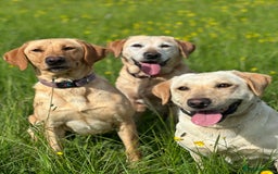 Labrador Retriever dogs for sale: Stunning Working bred yellow Labs Raised in home - Image 6