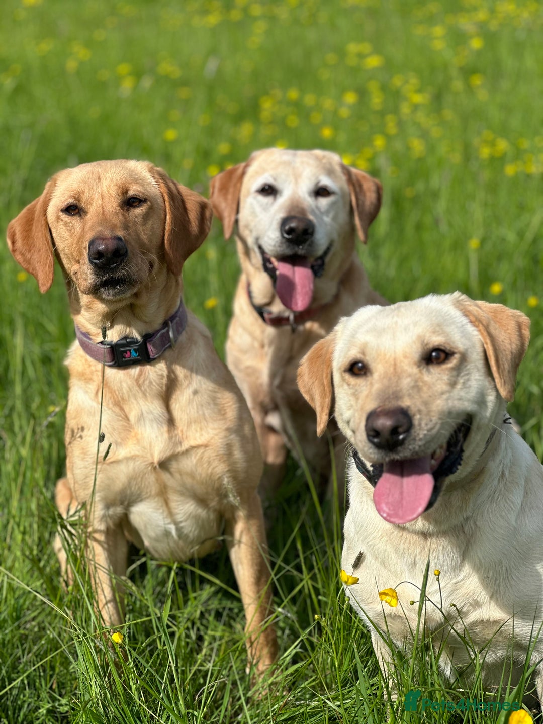 Labrador Retriever dogs for sale: Stunning Working bred yellow Labs Raised in home - Image 6
