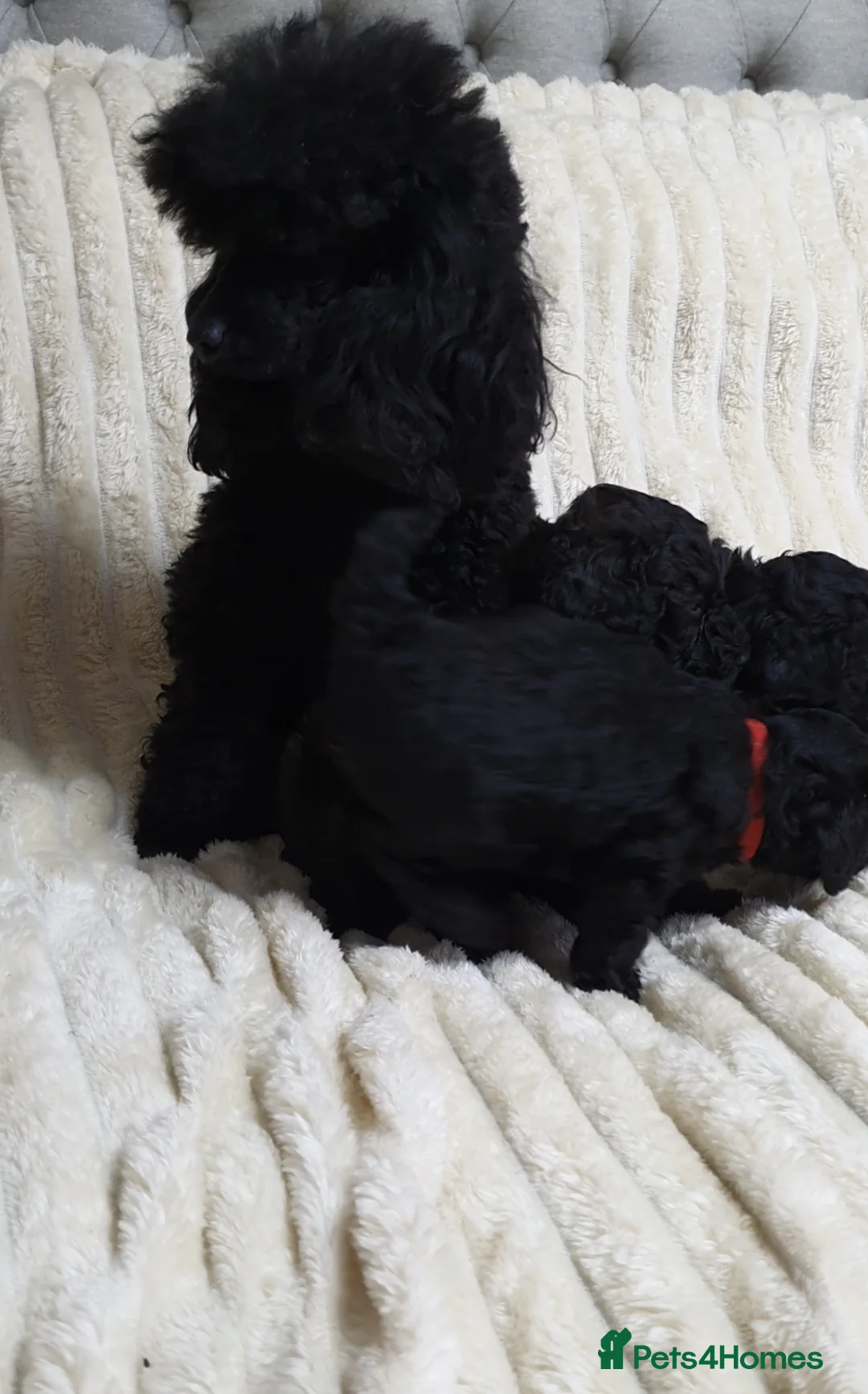 Toy Poodle dogs for sale: Tiny Toy Poodle puppies ready to leave 1st March - Advert 10