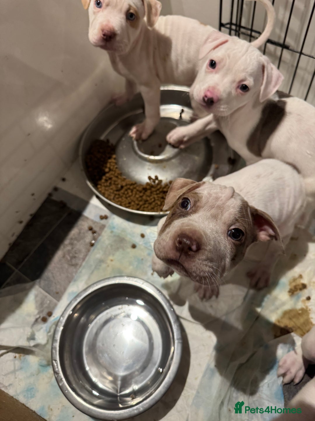 Staffordshire Bull Terrier dogs for sale: Staffy x shar pei pups  - Advert 6