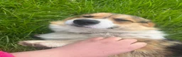 Welsh Corgi Pembroke dogs for stud: 🐾 Pembroke Welsh Corgi Stud – Jeljarmin Arwyn - Advert 13