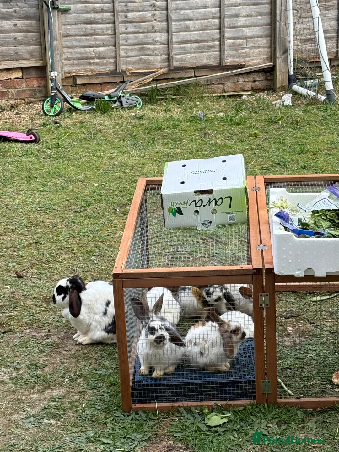 Mini Lop rabbits for sale: 6 Mini Lop rabbits for sale  - Advert 2