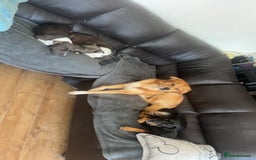 Mixed Breed dogs for sale: 6YO mixed breed for sale - Image 2