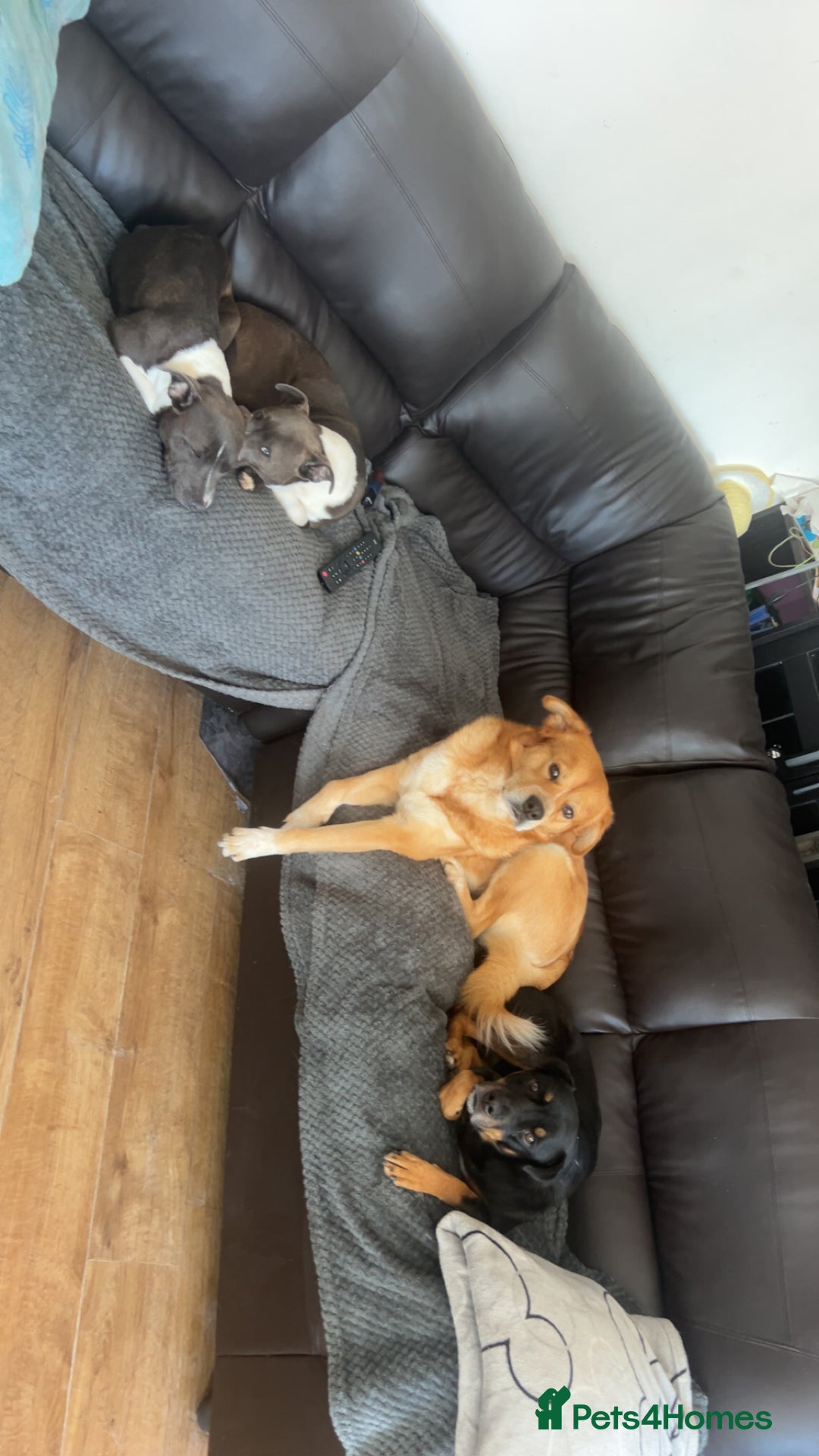 Mixed Breed dogs for sale: 6YO mixed breed for sale - Image 2