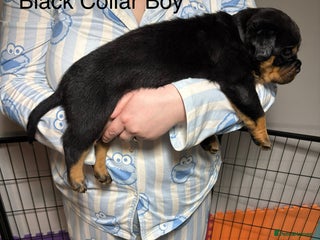 Rottweiler dogs Top Quality KC Health Tested Rottweiler Puppies - Advert 10