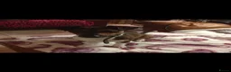 Jack Russell dogs for sale: Jack Russell puppies in Pershore - Advert 14