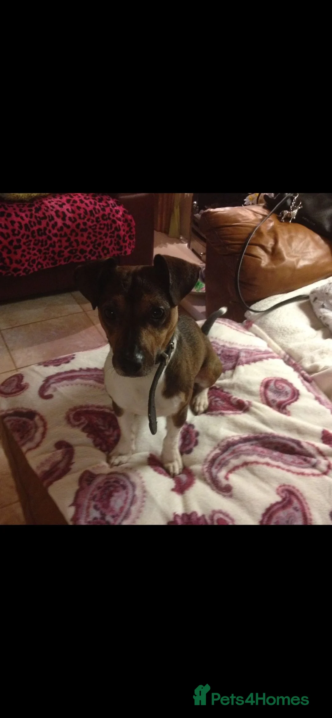 Jack Russell dogs for sale: Jack Russell puppies in Pershore - Advert 14